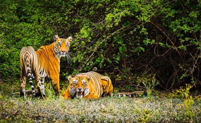 Sundarbans Safari